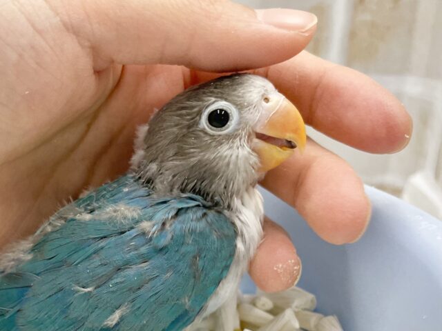 まん丸おめめ！🫐ブルーボタンインコ