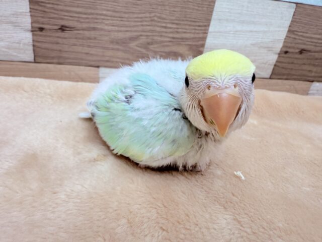 パッと明るいお色が素敵です〜✨コザクラインコのブルーチェリーパイド❣️