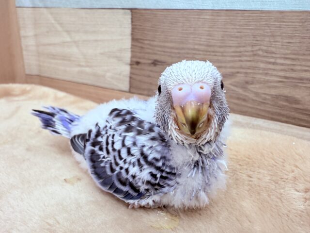 模様が綺麗に出てくるかな⁉️🌟セキセイインコのオパーリン❣️