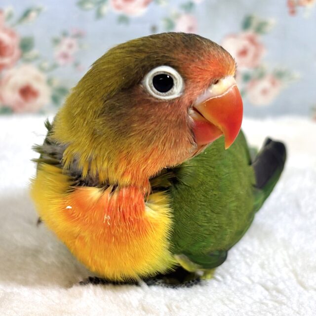 ルリコシボタンインコ  🍊🍓٭•。❁。.*･ﾟ
