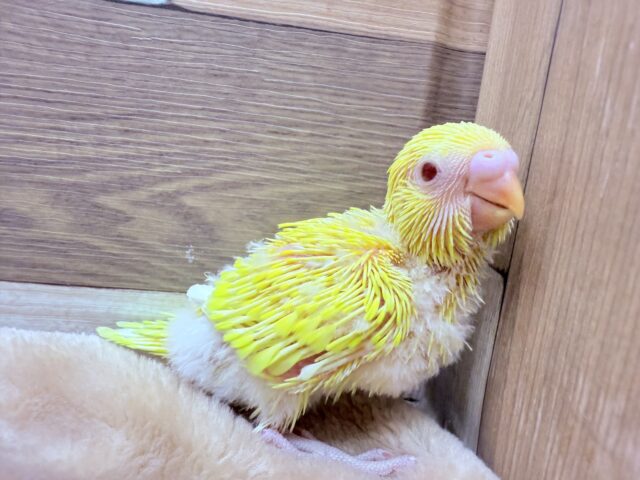 サンサンイエローが明るいゼェ〜🔆セキセイインコのルチノー❣️