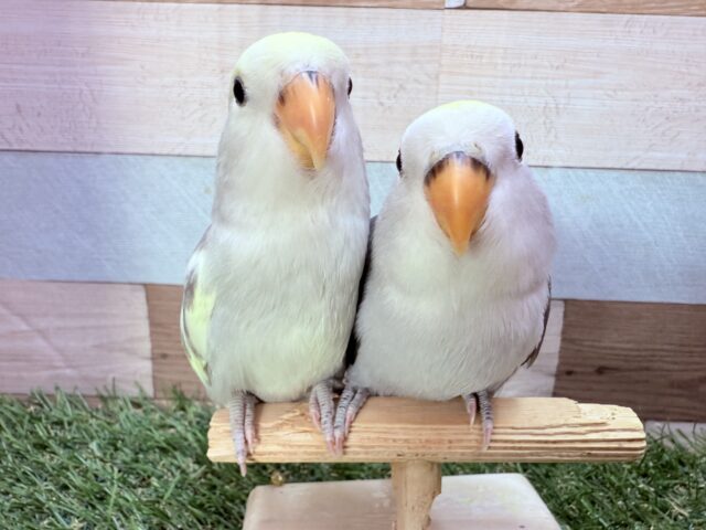 最新画像あります🌟わちゃわちゃ〜✨落ち着いたカラーが可愛い🥰コザクラインコモーブ、モーブパイド🩶