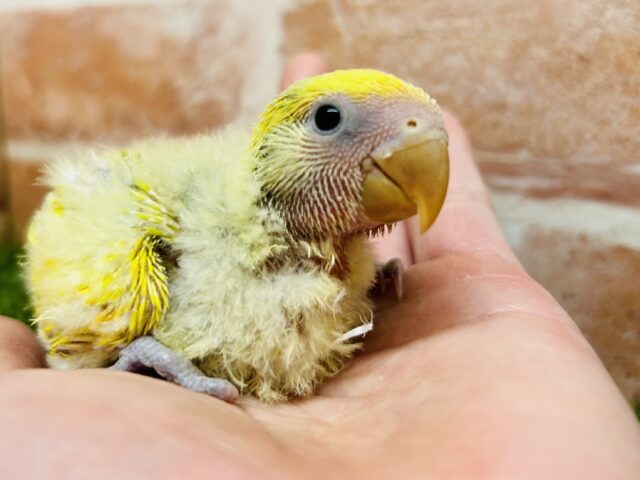 わたわたちゃんの登場⭐️⭐️  コザクラインコ(ゴールデンチェリー)