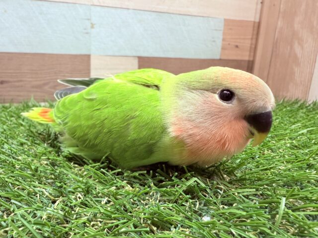 最新画像あります⭐️ビビっと一目惚れ目指します‼️きゅるるんお顔な小桜インコのオパーリン🥰