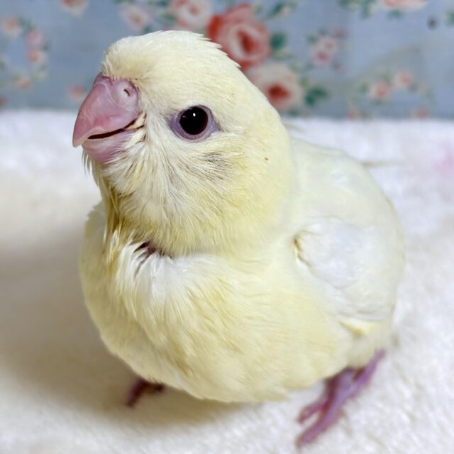 サザナミインコ  クリームイノ  🍨𝕔𝕣𝕖𝕒𝕞🍨🤍