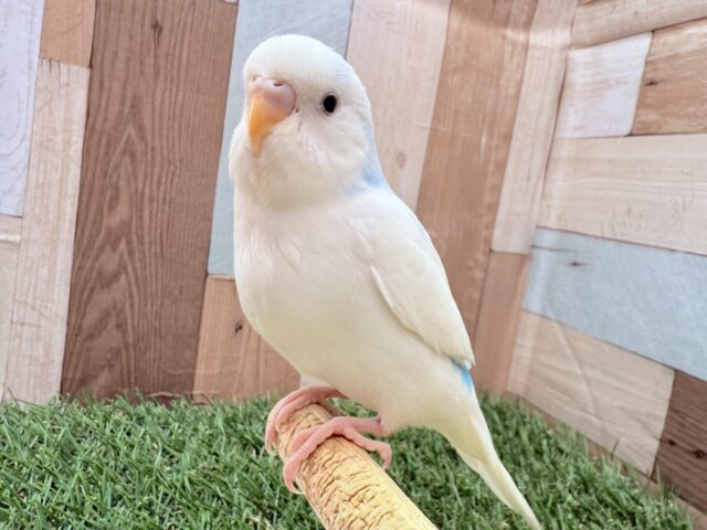 幸せ満点⭐️青空インコさん☁️🩵セキセイインコのパイド❣️