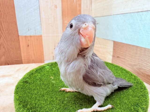 最新画像あります✨濃いグレーがかっこいいイケメンカラー😎✨マメルリハインコのモーブ‼️