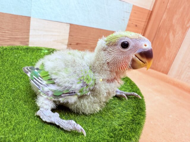 キュルキュルおめめが可愛すぎる〜😍コザクラインコのノーマル❣️