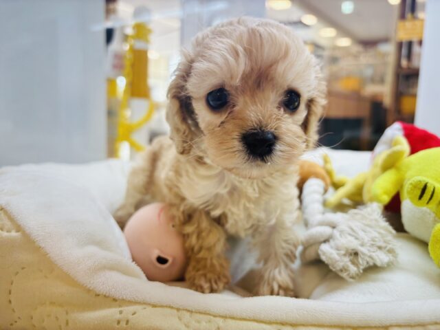 ボクの成長って楽しみ〜？ミックス犬くん(アメリカンコッカースパニエル×トイプードル)