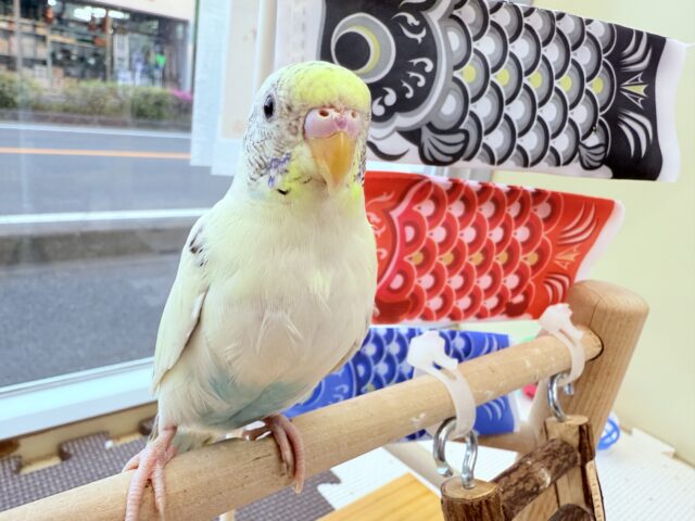 ヒナ餌卒業‼️優しいしお色のキュートな子💕セキセイインコの4色ハルクイン❣️