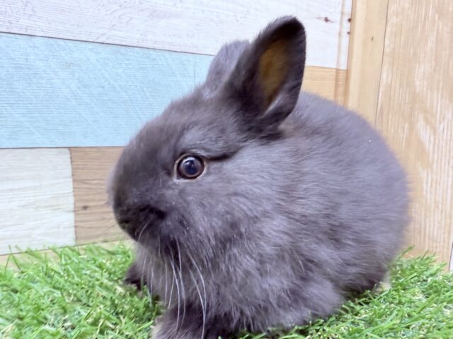 まっくろくろ好き必見のキューティーちゃん🖤ネザーランドドワーフのブラック❣️