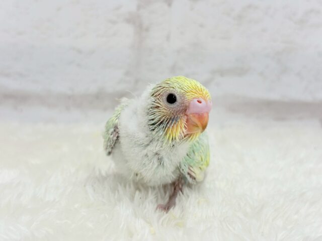 わた毛パンツのスーパーモデル！？セキセイインコ(パステルカラーレインボー)