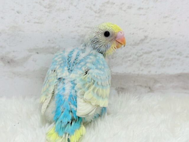 早く大人になりた〜〜い♬.*ﾟセキセイインコ(パステルレインボースパングル)