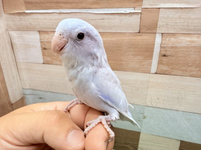 最新画像有ります⭐️ヒナ餌卒業‼️ポンポコお腹だけどおすまし顔は得意ですよ〜😏♪あわ〜い🩵マメルリハインコのアメリカンホワイト