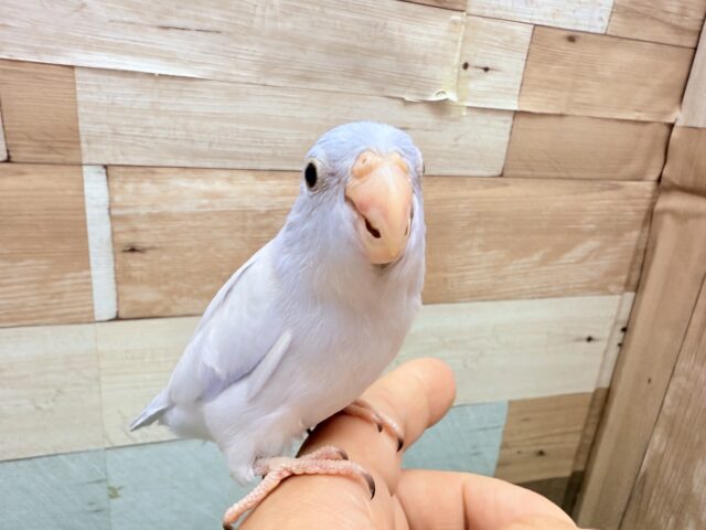 最新画像あります⭐️あわ〜いブルーが素敵すぎますッ✨🩵マメルリハインコのコバルトダイリュート❣️