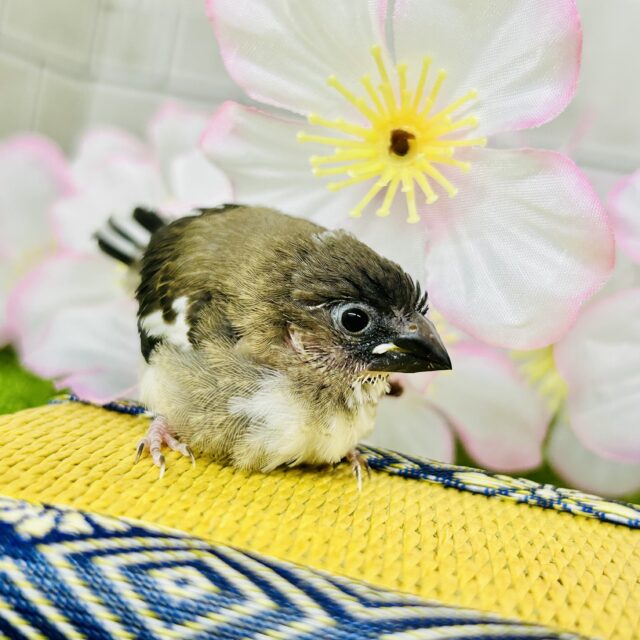 ダークチョコモカカラー☕　十姉妹