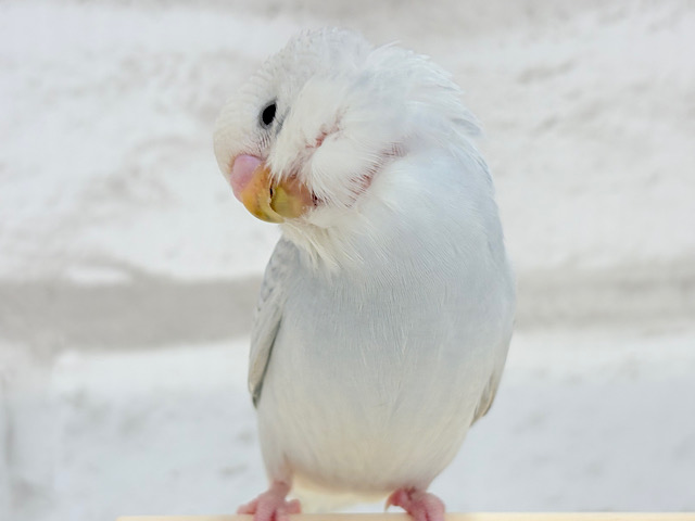 【動画更新🪄ひとり餌になりました！】ねぇ、ねぇ、もっと甘やかして？💖セキセイインコ(ライラック)