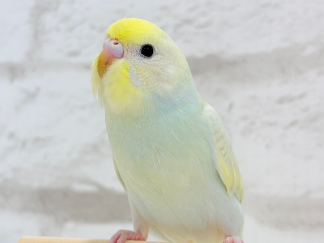 淡々🫧ラムネちゃん🍬セキセイインコ(パステルカラーレインボー)