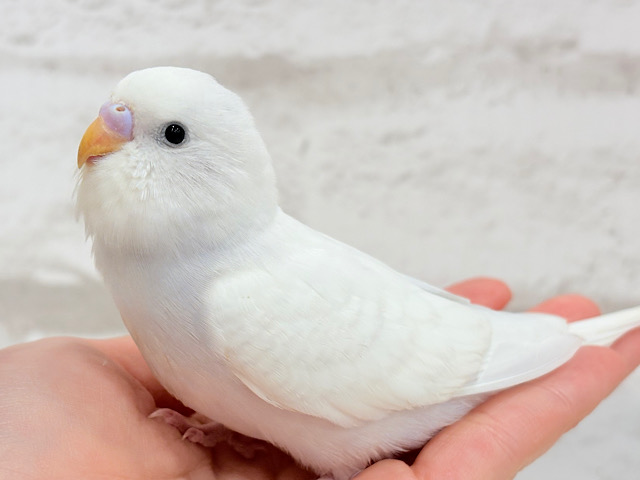 みんなの視線を独り占めっ🧚💖セキセイインコ(ウイング系) ヒナ