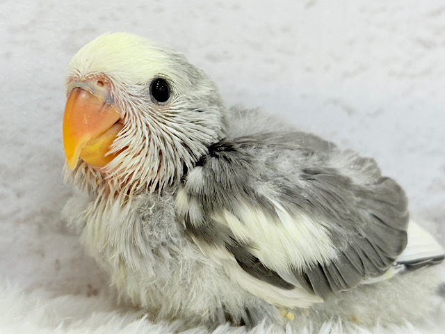 可愛いお顔に要注意🫧コザクラインコ(モーブパイド) ヒナ