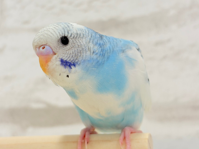 おてての中って暖かいんだね〜♡セキセイインコ(パイド) ヒナ