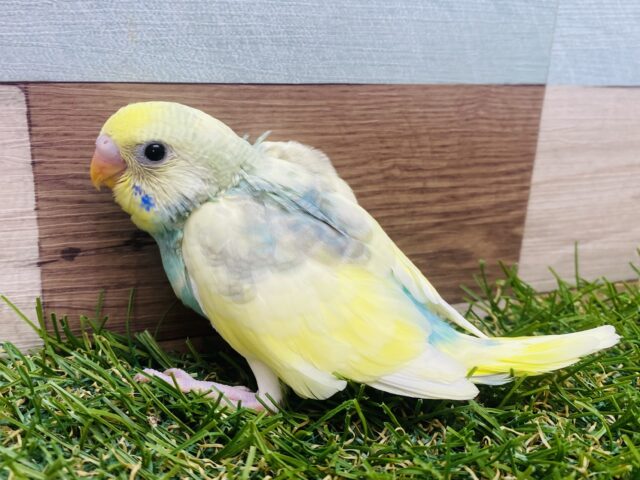 夢中に恋しちゃう素敵なカラー❤️セキセイインコパステルカラーレインボーパイド‼️
