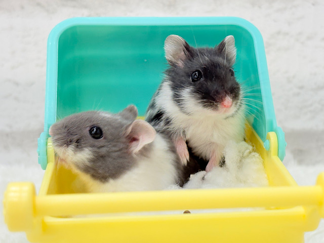 【あと1匹です‪☆】お散歩日和🐹🌸マーブルハムスター(女の子)
