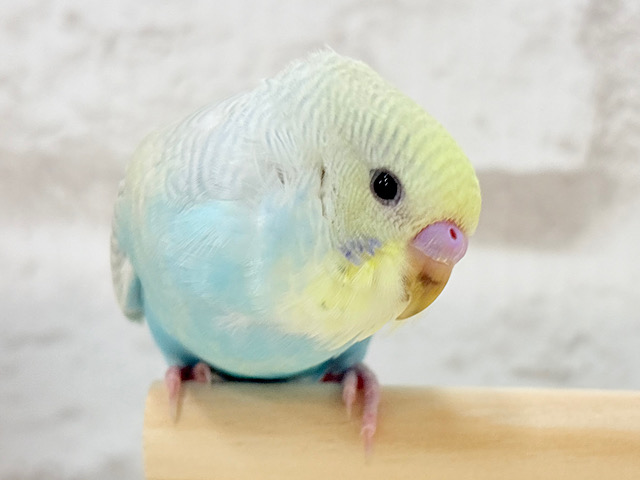 この可愛さに沼る人続出です🫠💘セキセイインコ(パステルレインボースパングル)