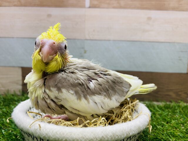 にっこりオカメsmile😊振りまいちゃうよ〜💕オカメインコシナモンパイド！