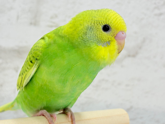 菜の花カラーのキュートフェイス🍬セキセイインコ(スパングル) ヒナ