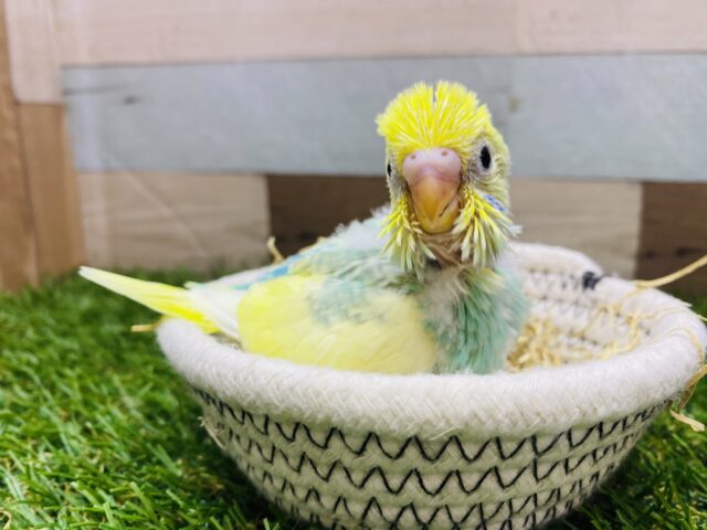 愛嬌抜群なんです‼️グイグイ来てくれるセキセイインコパステルカラーレインボーパイド🌈