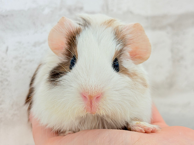 おめめと耳は大きめが可愛いでしょ？💖イングリッシュモルモット(男の子)