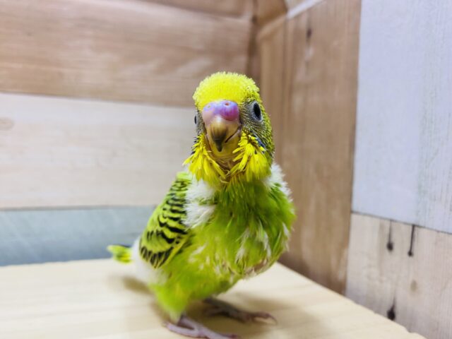 最新画像有ります‼️わたわたに包まれたヒナ様です〜✨セキセイインコのオパーリン❣️