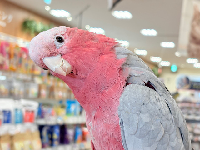 甘えんぼの極みです💖モモイロインコ(ノーマル) 女の子