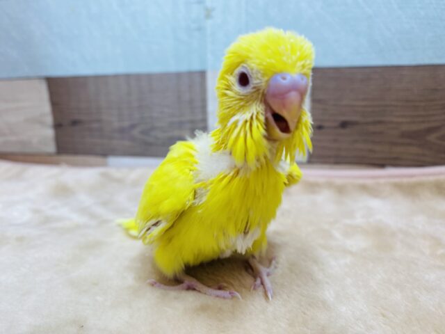 ピヨピヨ〜元気いっぱいにアピールしちゃうよ🐣💛セキセイインコのルチノー❗️