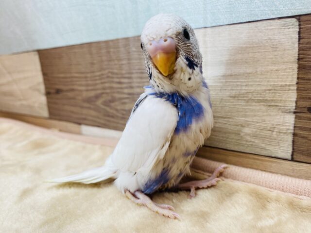 白いキャンバスにブラックとブルーで描いちゃおうかな🎨🖌️ちょこんと佇むセキセイインコのパイド💙