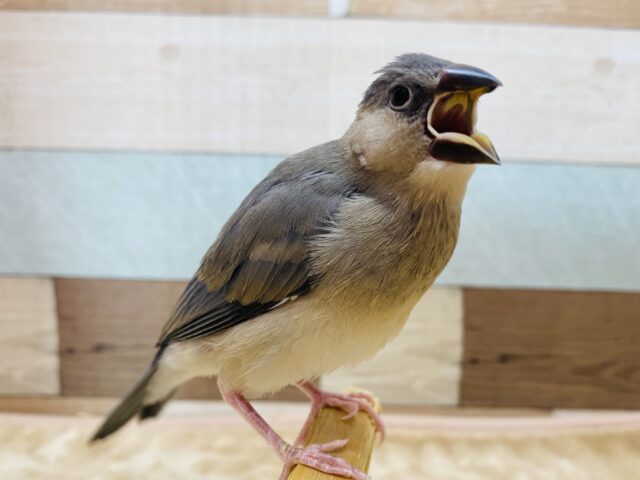 最新画像有ります❗️ブラックでクールなイケメンさん😎✨桜文鳥❗️