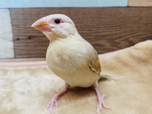 最新画像有ります🌟優しい〜シナモンで包み込んでください🩷キラッと輝く赤目ちゃんなシナモン文鳥❗️