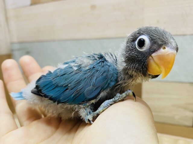 てちてち…小さなペンギンさん🐧💙パッチリおめめのブルーボタインコがやって来ました！