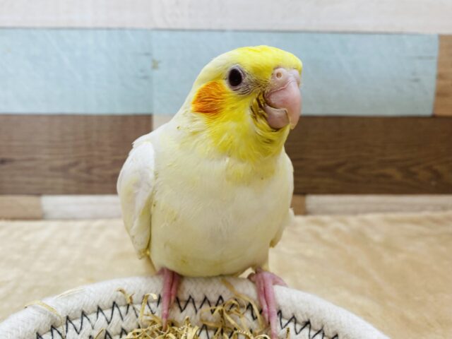 最新画像有ります⭐️オカメインコと言えばこのカラーでしょ‼️優しいたまごちゃんなオカメインコルチノー🥚💛