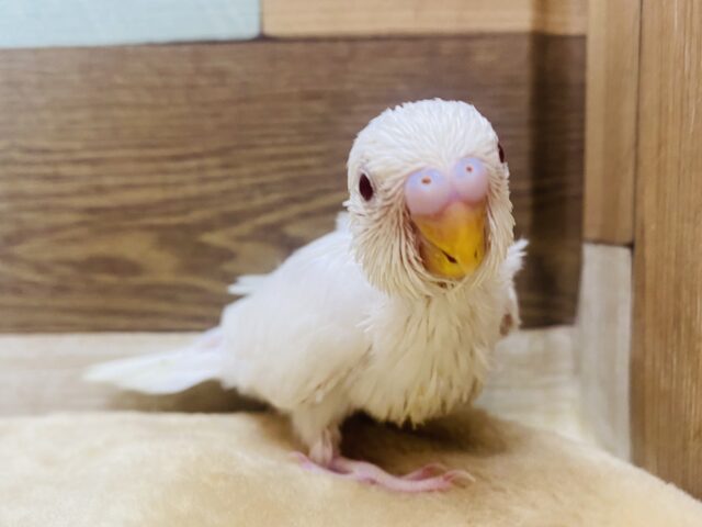 真っ白しろすけ〜🤍キュートな赤目ちゃんのセキセイインコのアルビノ❗️