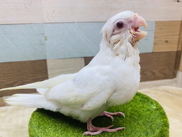 最新画像有ります❗️心も身体もピュアにいきましょ〜❤️真っ白で美しいオカメインコピュアホワイト❗️