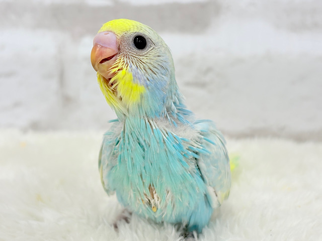 アイドル来ました♡セキセイインコ(パステルレインボー) ヒナ