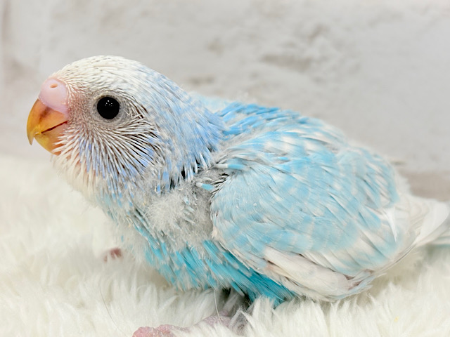 爽やかブルー🫧セキセイインコ(スパングル) ヒナ