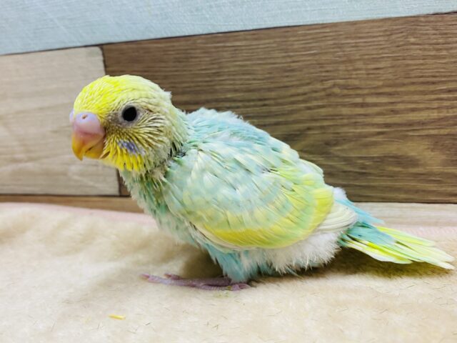 あわ〜いその姿に夢中です💕愛嬌ばっちりセキセイインコのパステルカラーレインボー💎✨
