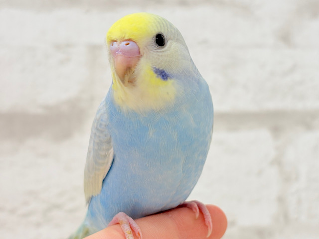 【最新画像・動画更新🪄ひとり餌になりました！】大きくなったらあちこちを旅してみたいな𓈒𓂂𓏸‪𓂃✈︎セキセイインコ(パステルレインボー) ヒナ