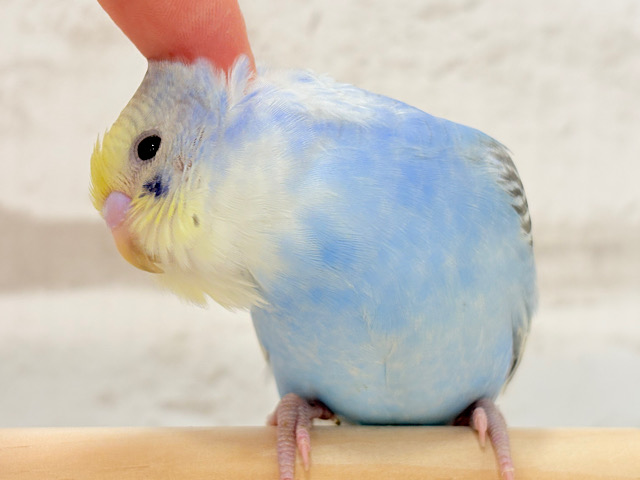 【最新画像更新🪄ひとり餌になりました‪☆】忍びの術が得意なんですっ🥷🪄セキセイインコ(パステルレインボー) ヒナ