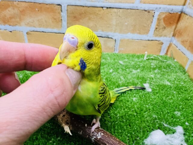 ②いつでも待ちぼうけ♬カキカキが大好き♡セキセイインコ（グリーンオパーリン）