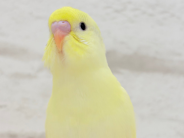 クリーミーたまごちゃん🐥💛セキセイインコ ヒナ