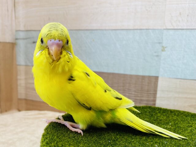 最新画像有ります❗️黒が少なめの黄ちゃんです💛セキセイインコ黄ハルクイン✨